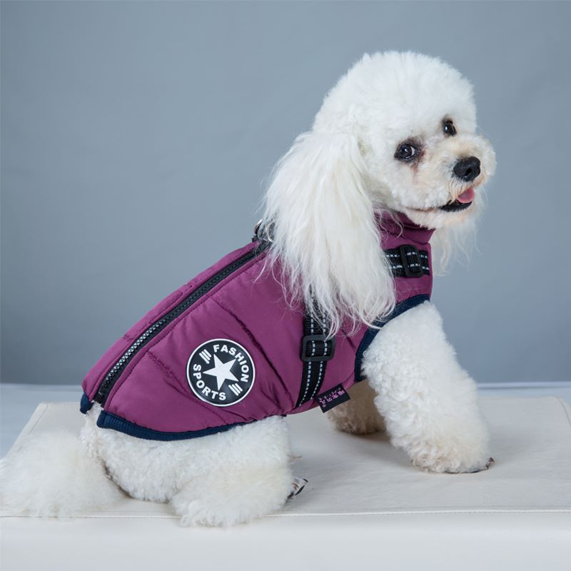 Best Winter Dog Accessories with Rain Silk