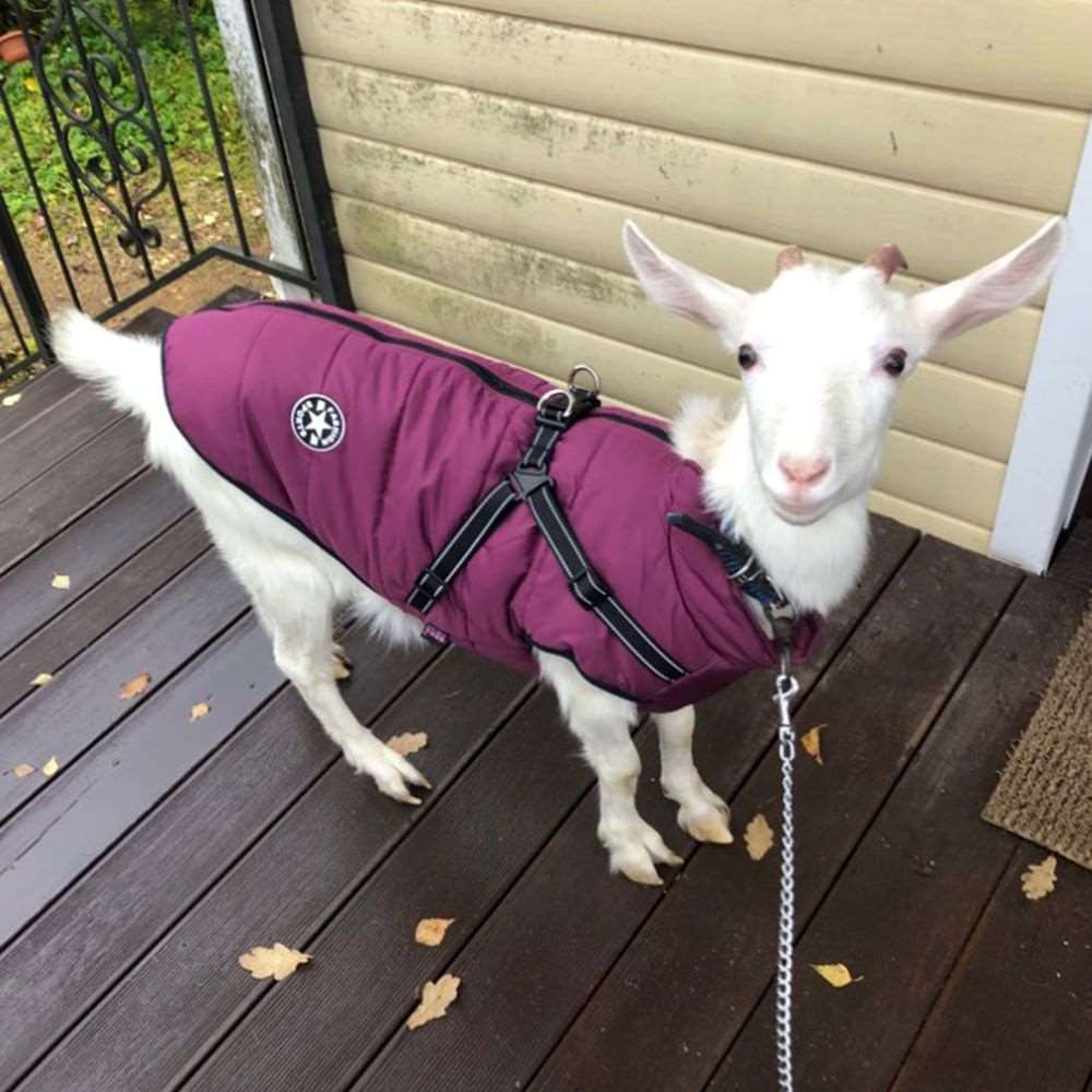 Ultimate Dog Fashion for Winter