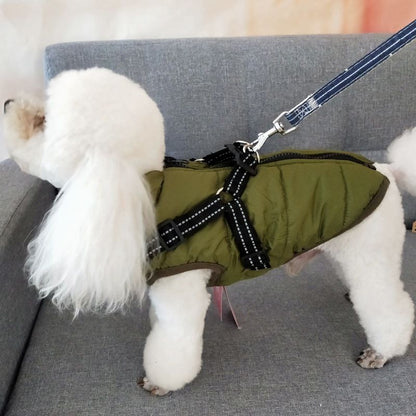 Cold Weather Dog Gear for Every Breed